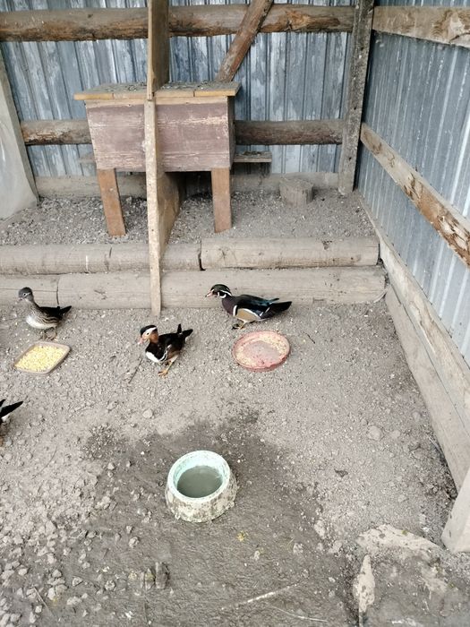 Rate mandarine și caroline