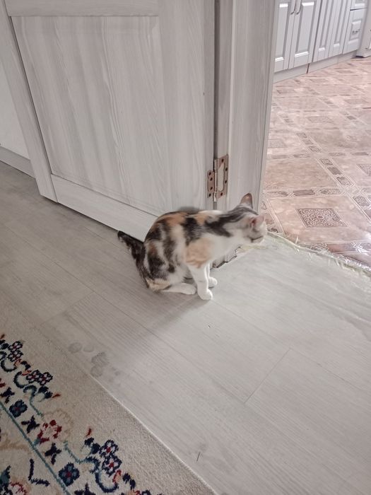 Отдам в хорошие руки