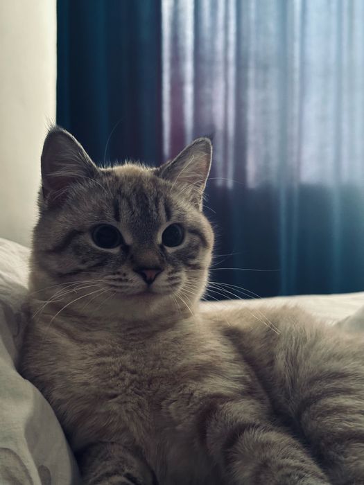 Отдам кошку в хорошие руки