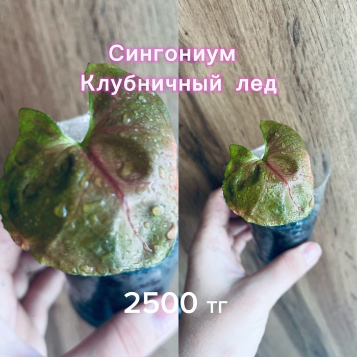 Монстеры разные, укорененные