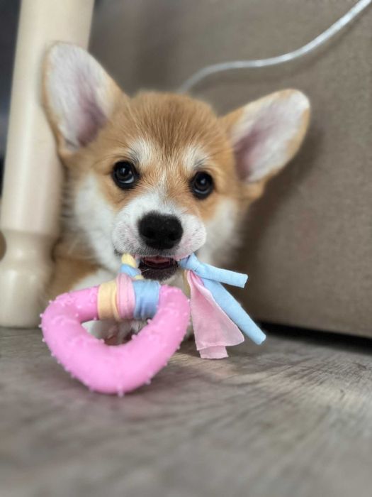 Уелско корги-Пембрук