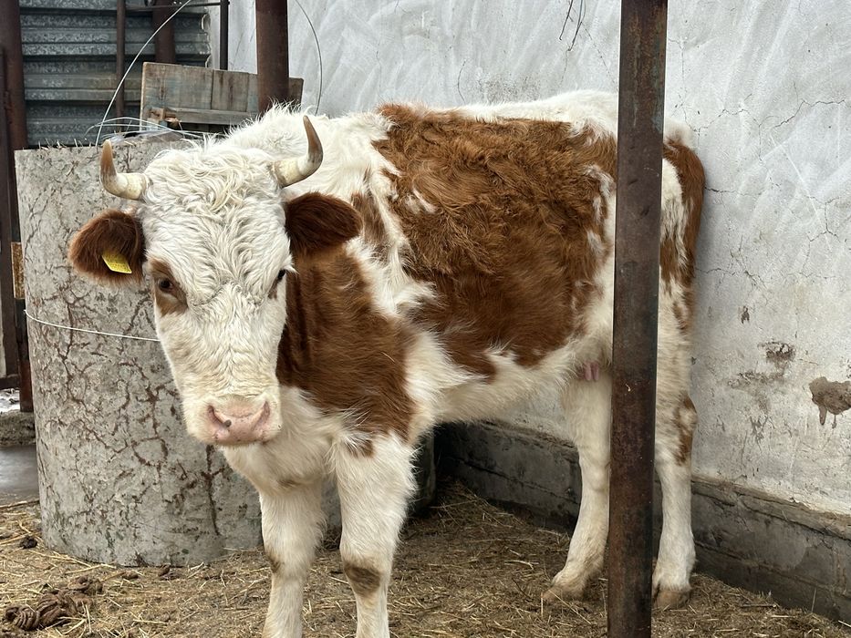 Тез арада сауда бар