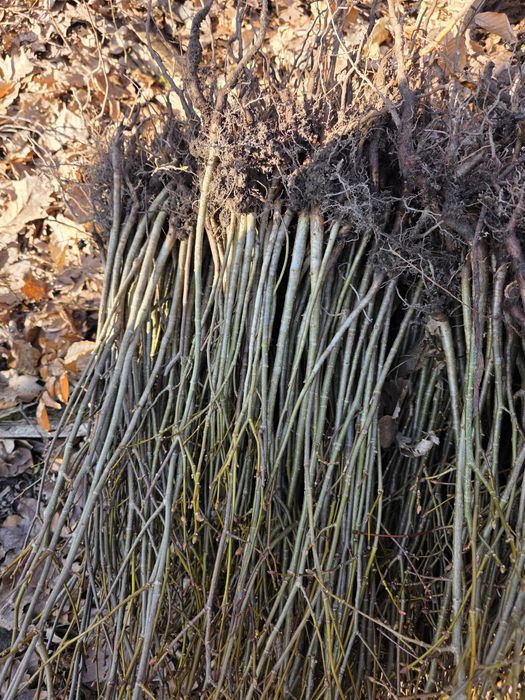 Avem la vânzare puieți de tei