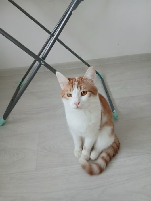 Отдам бесплатно кота