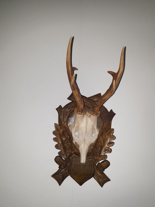 Ловни  трофей за стена