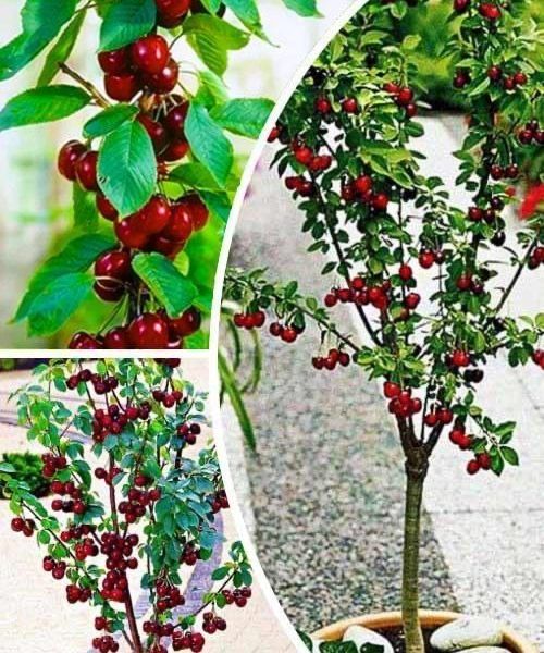 Pomi fructiferi pitici