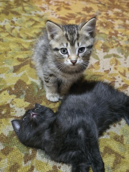 Отдам  котиков  мальчики