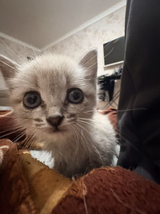 отдаю кошечку маленькую примерно 3 недели