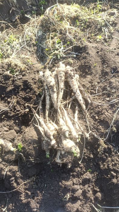 Patrunjel de rădăcină