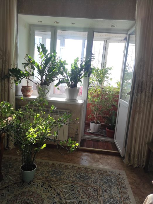 Доллар, фикус гүлдер сатылады