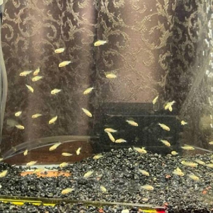 Лабидохромис еллоу