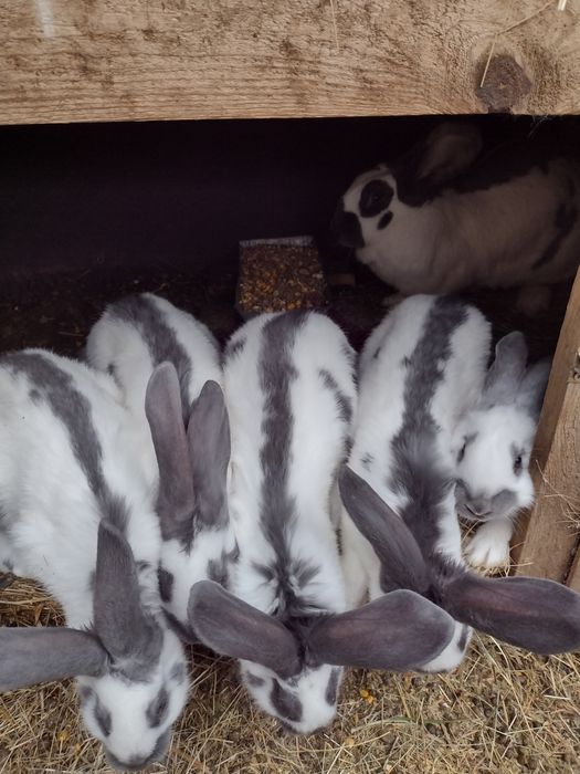 Зайци Немски пъстър великан Пеперуда