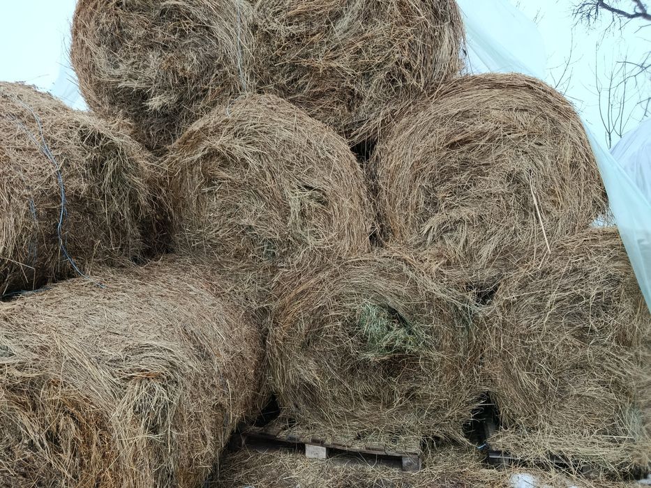 Fân, fan de vanzare