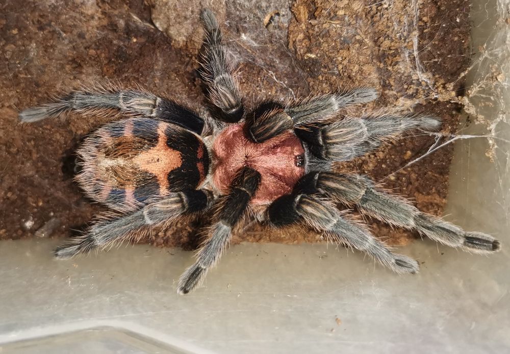 Паук птицеед Davus fasciatus Самка