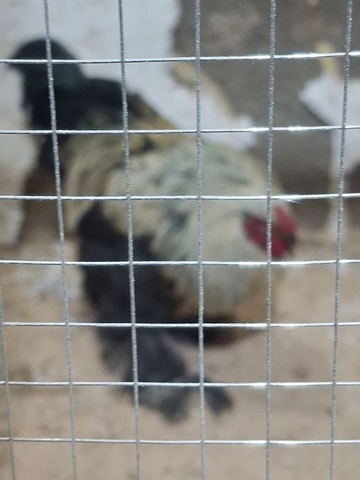 Темный брама  кораз сатылады