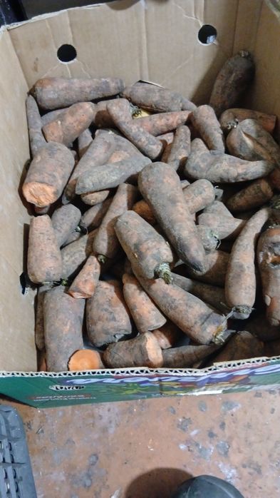 Сатылады малдарға беруге...