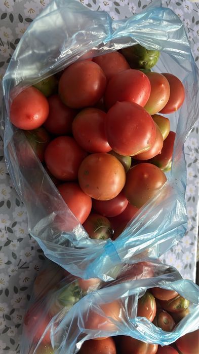Продам помидоры прометей