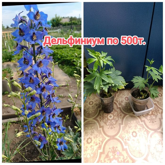 Многолетние цветы Кжби