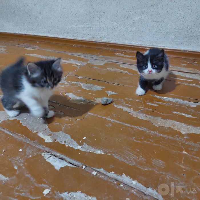 Замечательные котята европейской короткошёрстной бесплатно
