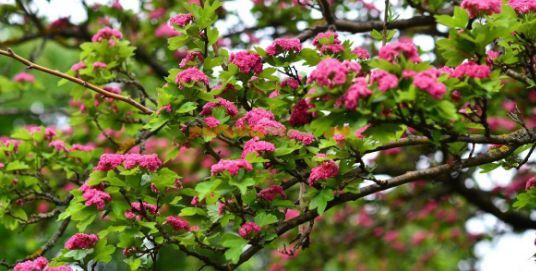 Păducel Paul's Scarlet Cu Flori Roși