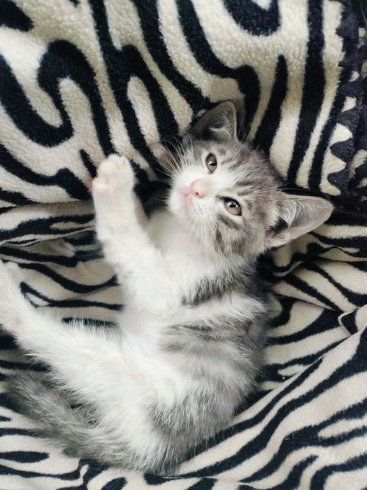 Отдам котенка в добрые руки