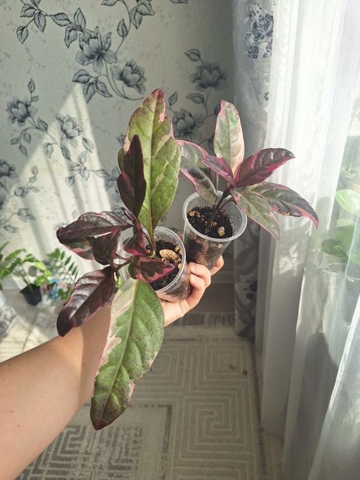 Аптения, пеперомия,Фикус,сингониум,