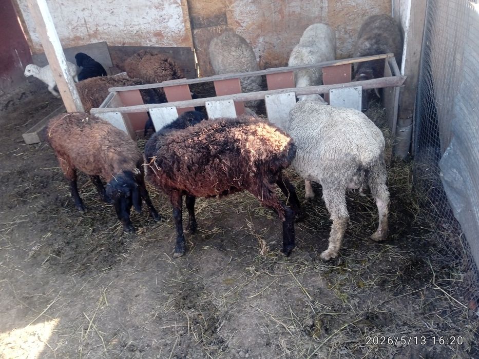 Продам баранов матки кошкар