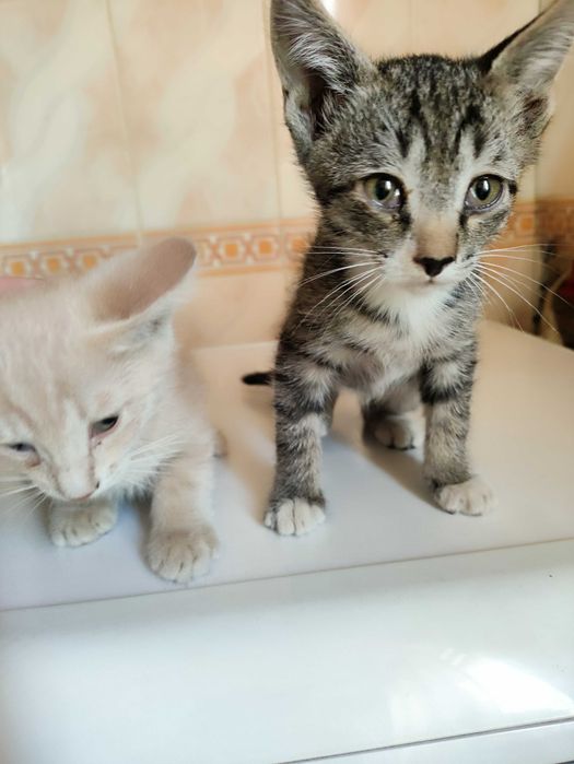 Отдам бесплатно котят
