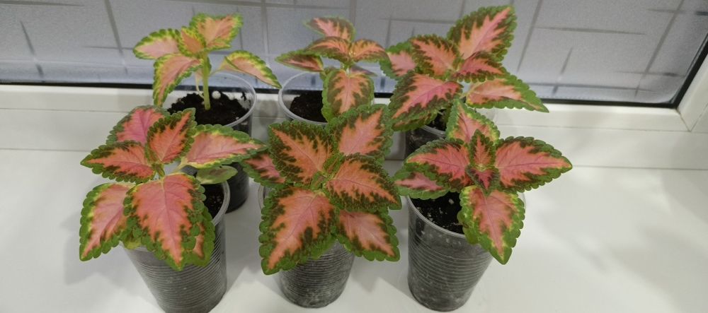 Продам комнатные цветы