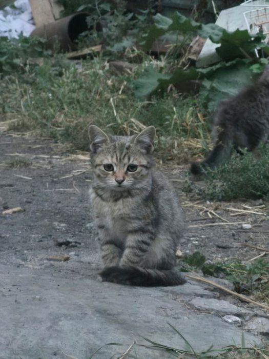 Котята бесплатно
