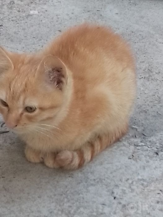 Отдадим в добрые руки
