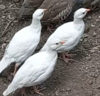 Кеклики горная куропатка