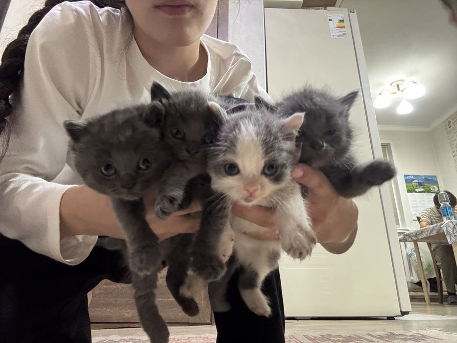 Отдам котят в добрые руки