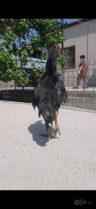 Кулнги зоддор тухумлари