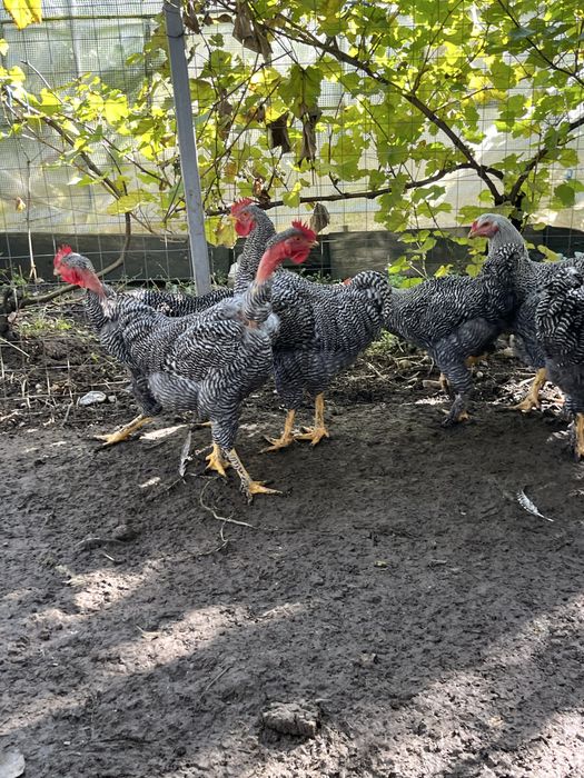 Cocoși  tineri de vânzare!