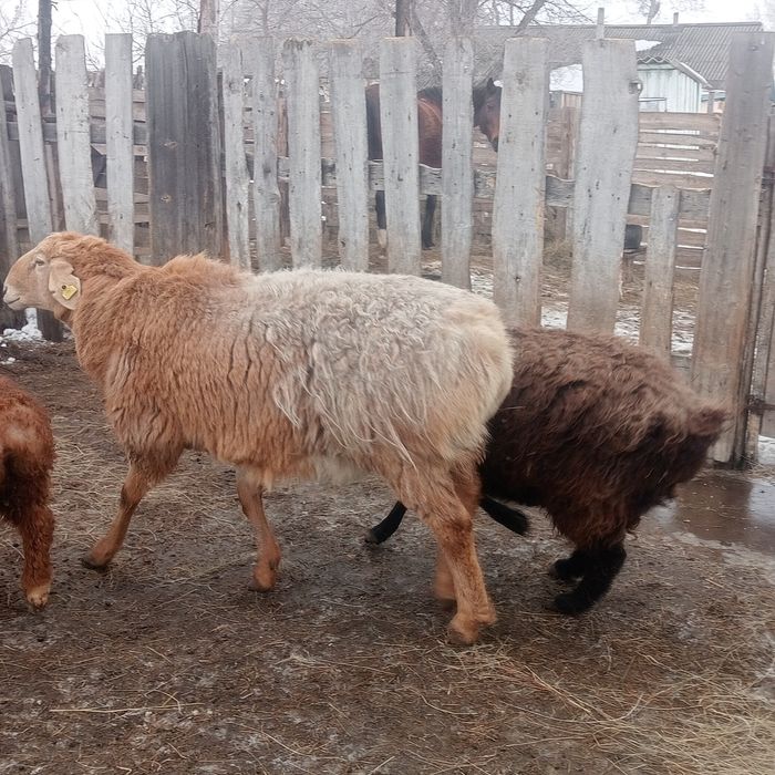 Арашан қошқар сатамын