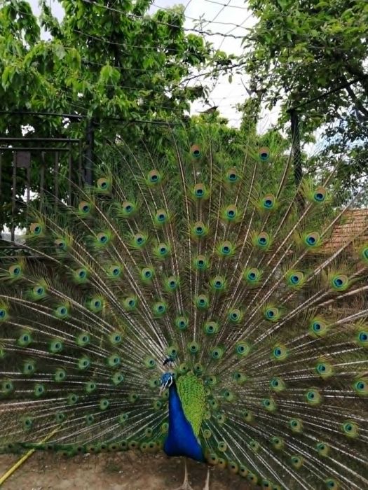 продавам пера от пауни - от 40см. до 130см. 1лв х бр.