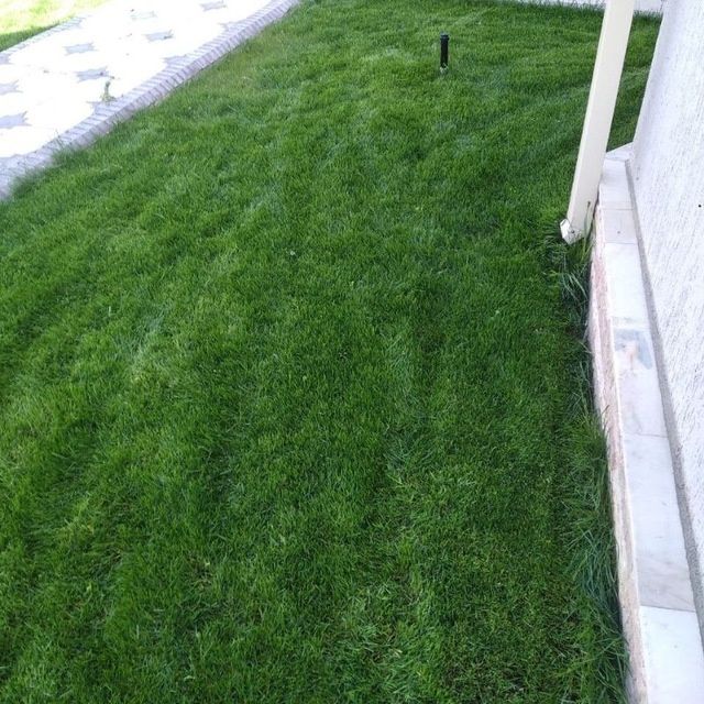 Газон ландшафтный дизайн садовник