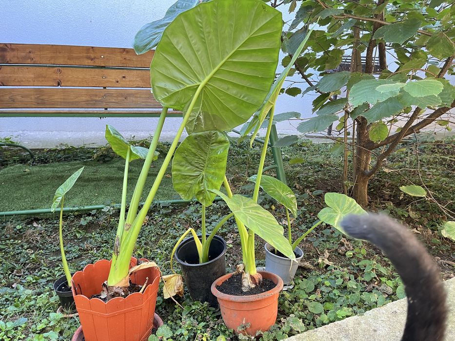 Floare de Colocasia la ghiveci- ureche de elefant