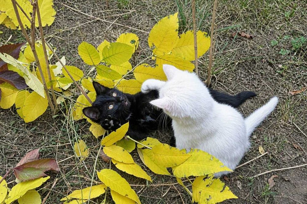 Продаются котята, чудесные бархатные, мальчик и девочка