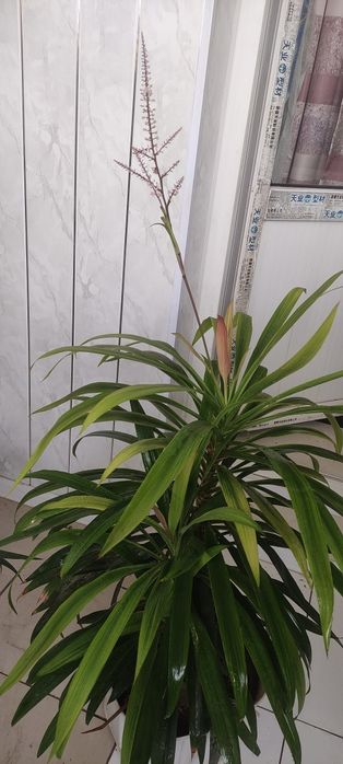 Драцена Юкка комнатные