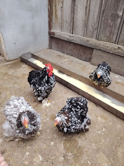 Ouă pentru incubat de cochinchina pitic