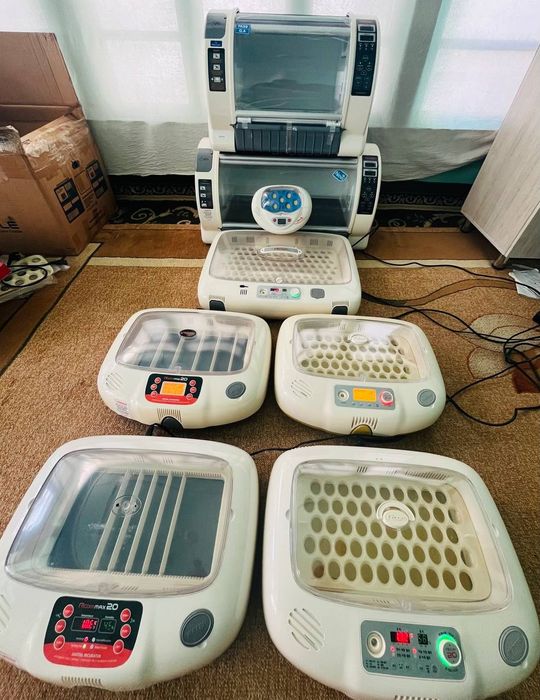 Inkubator va Bludur Original