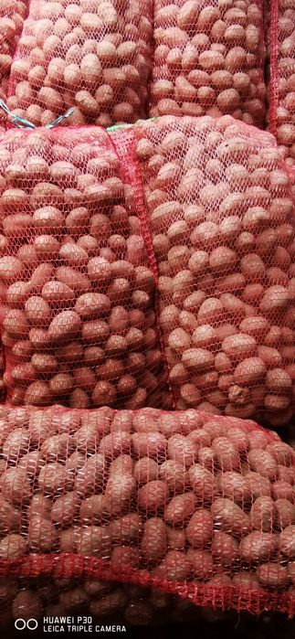 Cartofi samanta Harghita