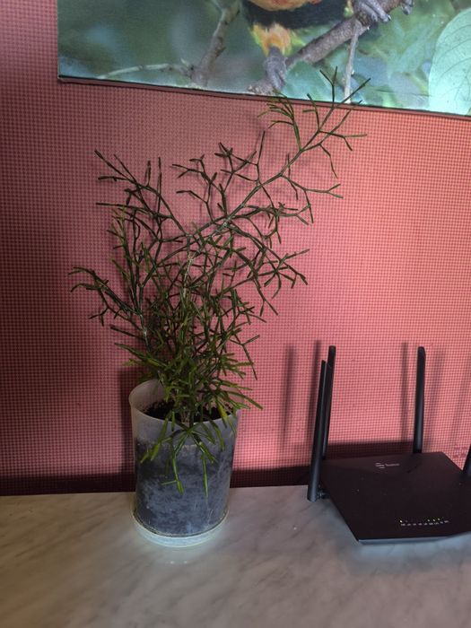 Рипсалис Рипсалис