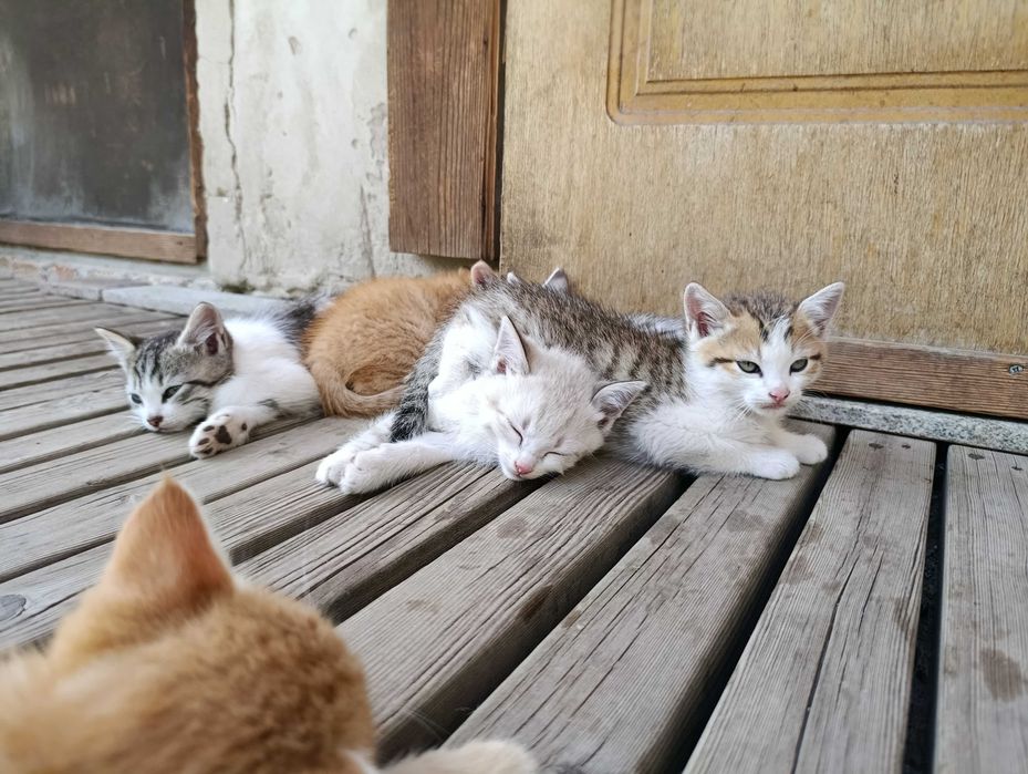 Котята даром 8 штук все мальчики