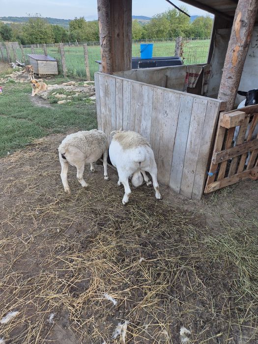 Vând berbecuț dorper