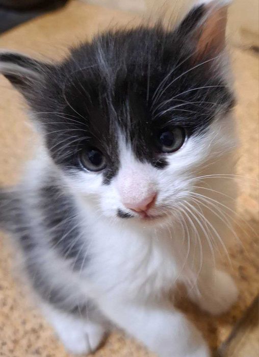 Белая кошечка с черненькими пятнами