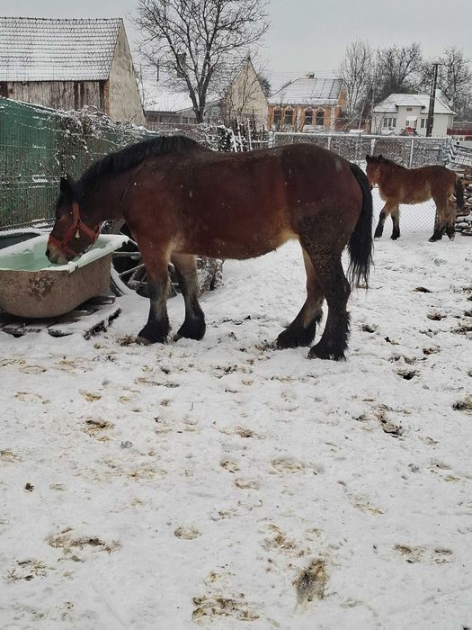 Iapa si manza de vanzare