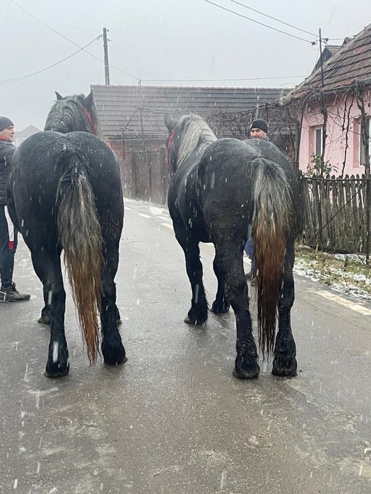 Mânz și mânză de vânzare